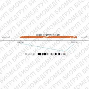 ДЛЯ КЛИЕНТОВ из США. SureFISH 11p15.5 Chr11pTel 408кб P20 RD. Теломер Chr11p, Номер копии, 20 тестов, Cy3, Концентрат, Ручное использование