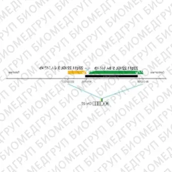 ДЛЯ КЛИЕНТОВ ЗА ПРЕДЕЛАМИ США. SureFISH 22q11.22 IGL 5 BA 946kb P20 GR