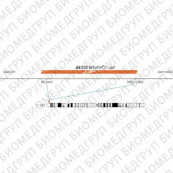 ДЛЯ КЛИЕНТОВ из США. SureFISH 1q44 Chr1qTel 402кб P20 RD. Теломер Chr1q, Номер копии, 20 тестов, Cy3, Концентрат, Ручное использование