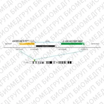 ДЛЯ КЛИЕНТОВ ЗА ПРЕДЕЛАМИ США. SureFISH 7q34 TRB 3 BA 390kb P20 RD