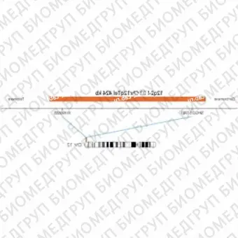 ДЛЯ КЛИЕНТОВ ЗА ПРЕДЕЛАМИ США. SureFISH 12q24.33 Chr12qTel 424kb P20 RD