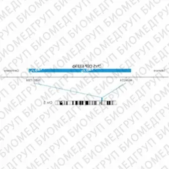 ДЛЯ КЛИЕНТОВ ЗА ПРЕДЕЛАМИ США. SureFISH Chr5 CEP 633kb P20 BL