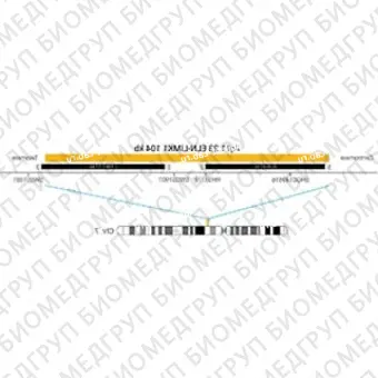 ДЛЯ КЛИЕНТОВ из США. SureFISH 7q11.23 ELNLIMK1 104кб P20 RD. ELNLIMK1, Номер копии, 20 тестов, Cy3, Концентрат, Ручное использование