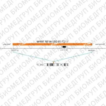 ДЛЯ КЛИЕНТОВ ЗА ПРЕДЕЛАМИ США. SureFISH 17q21.33 COL1A1 DF 789kb 100 RD