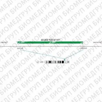 ДЛЯ КЛИЕНТОВ ЗА ПРЕДЕЛАМИ США. SureFISH Chr14 CEP 536kb P20 GR