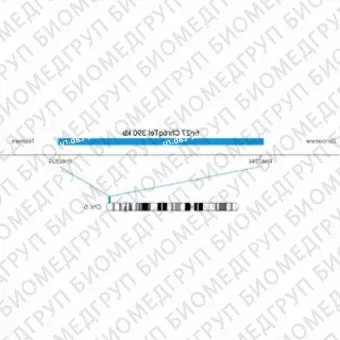 ДЛЯ КЛИЕНТОВ ЗА ПРЕДЕЛАМИ США. SureFISH 6q27 Chr6qTel 390kb P20 BL