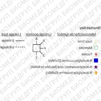 AdvanceBio 2AB 3СиалилNацетиллактозамин 3SLN ранее ProZyme