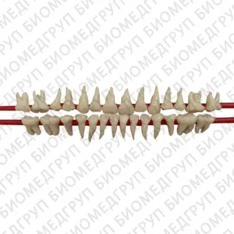 SET OF SILICON ROOT MODEL TEETH  набор из 28 зубов натурального цвета с анатомическими корнями