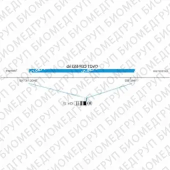 ДЛЯ КЛИЕНТОВ ЗА ПРЕДЕЛАМИ США. SureFISH Chr21 CEP 653kb P20 BL