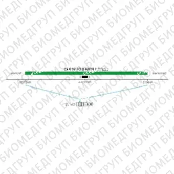 ДЛЯ КЛИЕНТОВ ЗА ПРЕДЕЛАМИ США. SureFISH 22q13.1 PDGFB DF 919kb P20 GR