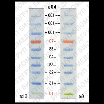 Маркеры молекулярной массы белков, окрашенные, PageRuler, 10180 кДа, для SDSэлектрофореза и вестернблоттинга, Thermo FS, 26617, 10x250 мкл