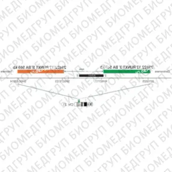 ДЛЯ КЛИЕНТОВ из США. SureFISH 21q22.12 RUNX1 5146 BA 569кб P20 GR. RUNX1, Break Apart, 20 тестов, FITC, Концентрат, Ручное использование