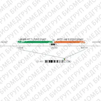 ДЛЯ КЛИЕНТОВ ЗА ПРЕДЕЛАМИ США. SureFISH 13q12.2 FLT3 3146 BA 428kb P20 RD