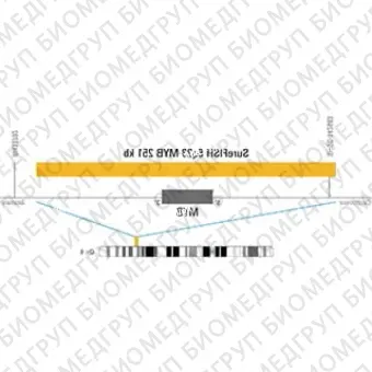 ДЛЯ КЛИЕНТОВ ЗА ПРЕДЕЛАМИ США. SureFISH 6q23 MYB 251kb P20 RD