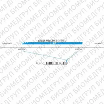 ДЛЯ КЛИЕНТОВ ЗА ПРЕДЕЛАМИ США. SureFISH 17p13.3 Chr17pTel 402kb P20 BL