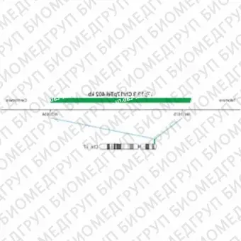 ДЛЯ КЛИЕНТОВ ЗА ПРЕДЕЛАМИ США. SureFISH 17p13.3 Chr17pTel 402kb P20 GR