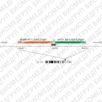 ДЛЯ КЛИЕНТОВ из США. SureFISH 13q12.2 FLT3 5146 BA 496кб P20 GR. FLT3, Break Apart, 20 тестов, FITC, Концентрат, Ручное использование