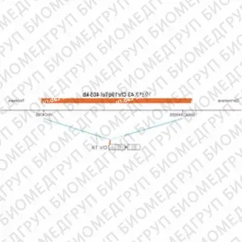 ДЛЯ КЛИЕНТОВ ЗА ПРЕДЕЛАМИ США. SureFISH 19q13.43 Chr19qTel 405kb P20 RD