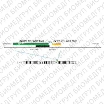 ДЛЯ КЛИЕНТОВ ЗА ПРЕДЕЛАМИ США. SureFISH 2p11.2 IGK 5 BA 1063kb P20 GR