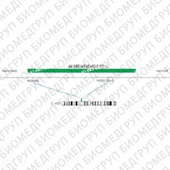 ДЛЯ КЛИЕНТОВ ЗА ПРЕДЕЛАМИ США. SureFISH 3p26.3 Chr3pTel 381kb P20 GR