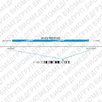 ДЛЯ КЛИЕНТОВ ЗА ПРЕДЕЛАМИ США. SureFISH Chr10 CEP 676kb P20 BL