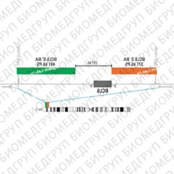 ДЛЯ КЛИЕНТОВ из США. SureFISH BCL6 BA P20. BCL6, Break Apart, 20 тестов, FITCCy3, концентрат, ручное использование