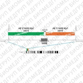 ДЛЯ КЛИЕНТОВ из США. SureFISH 7q34 BRAF 3 BA 414kb P20 RD. BRAF, Break Apart, 20 тестов, Cy3, концентрат, ручное использование