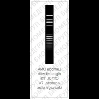 Эндонуклеаза рестрикции Cfr13I Sau96I, 10 е.а./мкл, Fermentas, Thermo FS, ER0191, 1000 e.a.