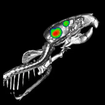 Система доклинической визуализации флуоресценцией IVIS