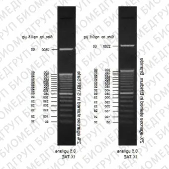 Маркер длин ДНК, 50 bp, 17 фрагментов от 50 до 2500 п.н., 0,5 мкг/мл, Thermo FS, 10416014, 50 мкг
