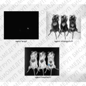 Система визуализации биолюминесценции in vivo, Newton 7.0BT500, для 5 мышей, Vilber, 1211 9700 1