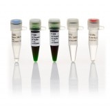 ДНК-полимераза Phusion Green, термостабильная, высокоточная, 2 ед/мкл, Thermo FS, F534L, 500 единиц