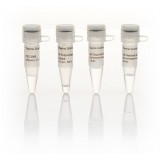 Полинуклеотидкиназа T4, 10 ед/мкл, Thermo FS, EK0032, 2500 единиц