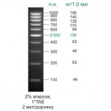 Маркер длин ДНК, 1000/100-500, 10 фрагментов от 100 до 1000 п.н., готовый к применению, 0,1 мг/мл, Диаэм, 1911, 50 мкг