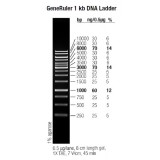 Маркер длин ДНК GeneRuler 1 kb, 10 фрагментов от 250 до 10000 п.н., 0,5 мкг/мл, Thermo FS, SM0311, 5х50 мкг