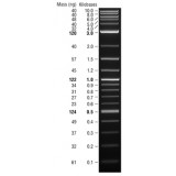 Маркер длин ДНК Quick-Load 1 kb Plus, 100-10000 п.н., 19 фрагментов от 100 до 10000 п.н., готовый к применению; 100 мкг/мл, New England Biolabs, N0469 S, 1,25 мл