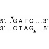 Эндонуклеаза рестрикции Sau3AI, 5 000 ед/мл, New England Biolabs, R0169 L, 1 000 единиц