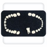 Комплект зубов к дентоальвеолярной модели из 28 зубов для стоматологического симулятора Леонардо