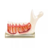 TOOTH MODEL N-TYPE - демонстрационная модель нижней челюсти с сагиттальным разрезом